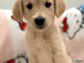 Golden Retriever dogs Golden Retriever Puppy 4 - Ad 3