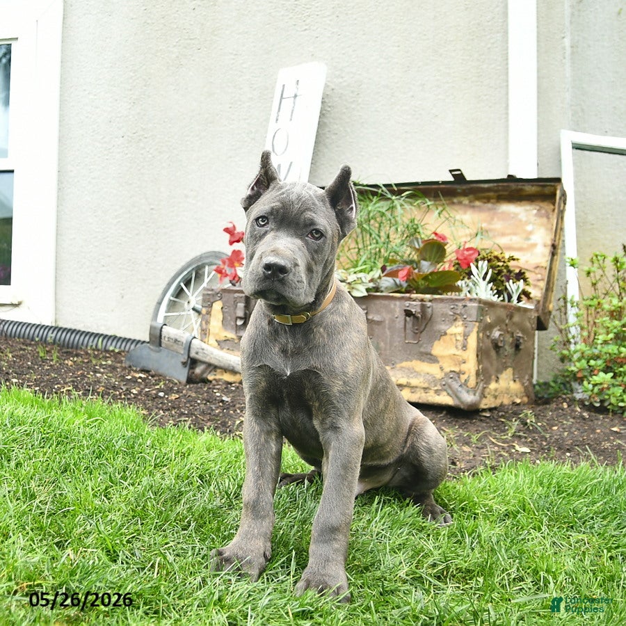 Cane Corso dogs Domino - Ad 2