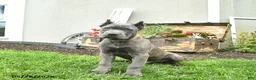 Cane Corso dogs for sale: Domino - Ad 2