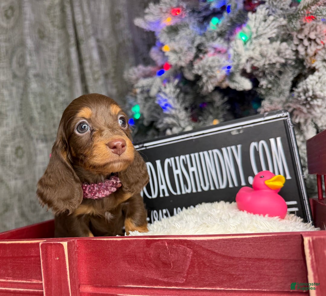 Miniature Dachshund dogs for sale: Ready Xmas eve - Ad 11