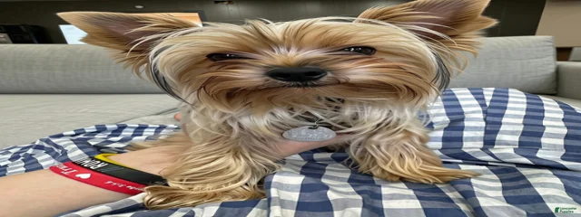 Lucy