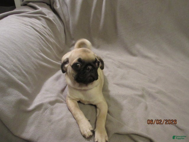 Pug dogs for sale: Pug Puppy 2 - Ad 4