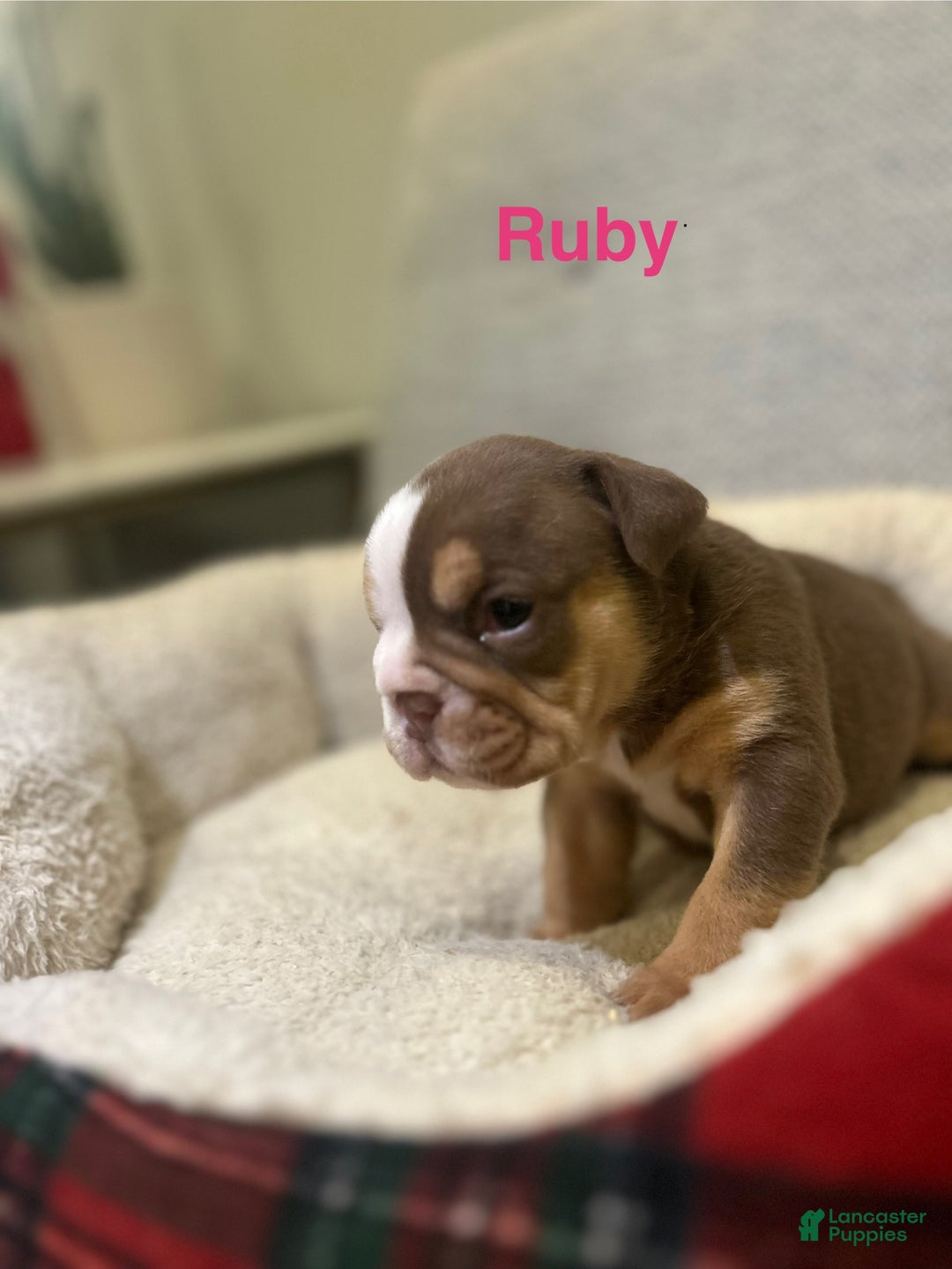 English Bulldog dogs for sale: Ruby - Ad 1