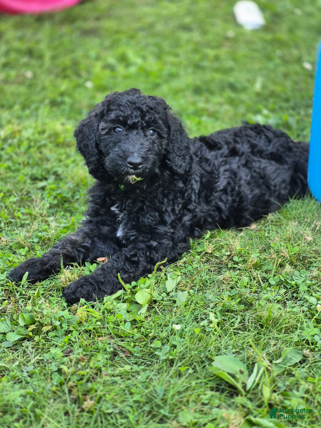Mini Sheepadoodle dogs for sale: Apollo - Ad 2