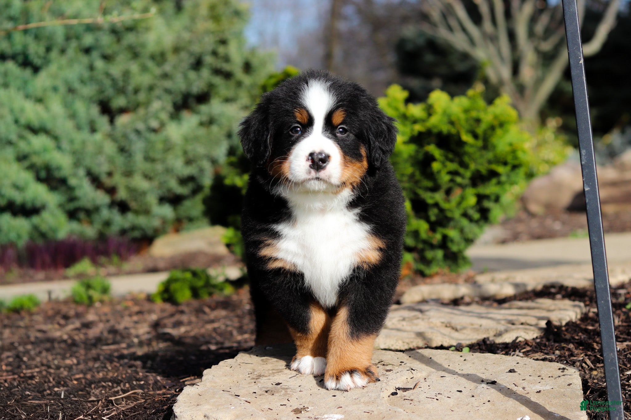 Bernese Mountain Dog dogs Charlie - Ad 1