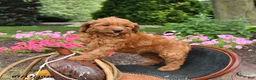 Mini Goldendoodle dogs for sale: Maple   - Ad 5