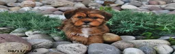 Shorkie dogs for sale: Susie - Ad 3