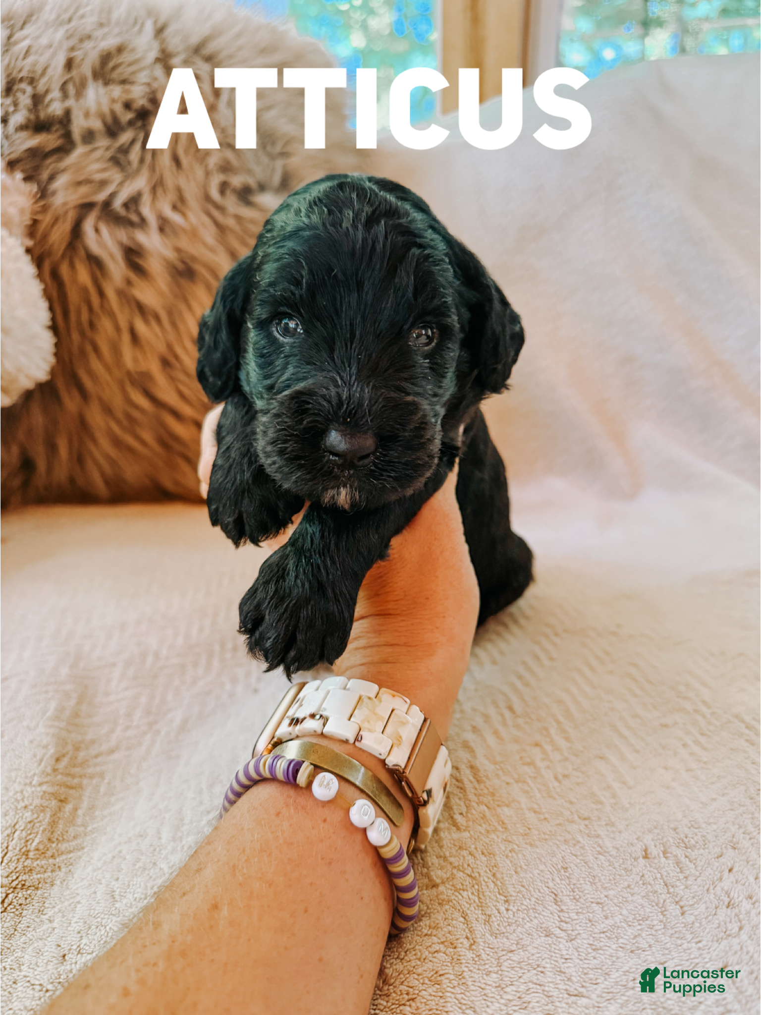 Goldendoodle dogs Atticus  - Ad 42