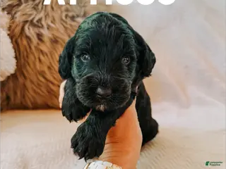 Goldendoodle dogs Atticus - Ad 42