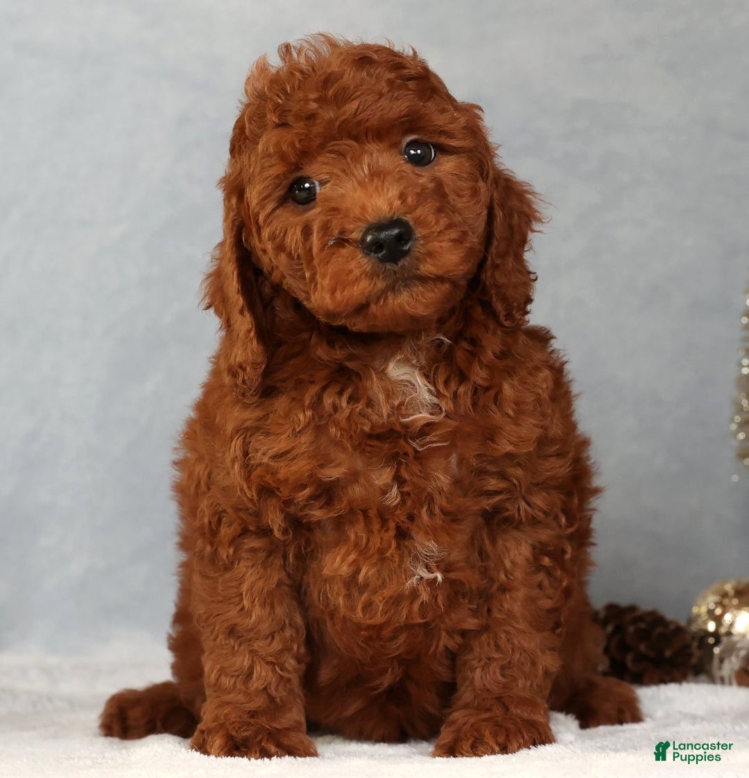 Miniature Poodle dogs for sale: Stanley - Ad 5
