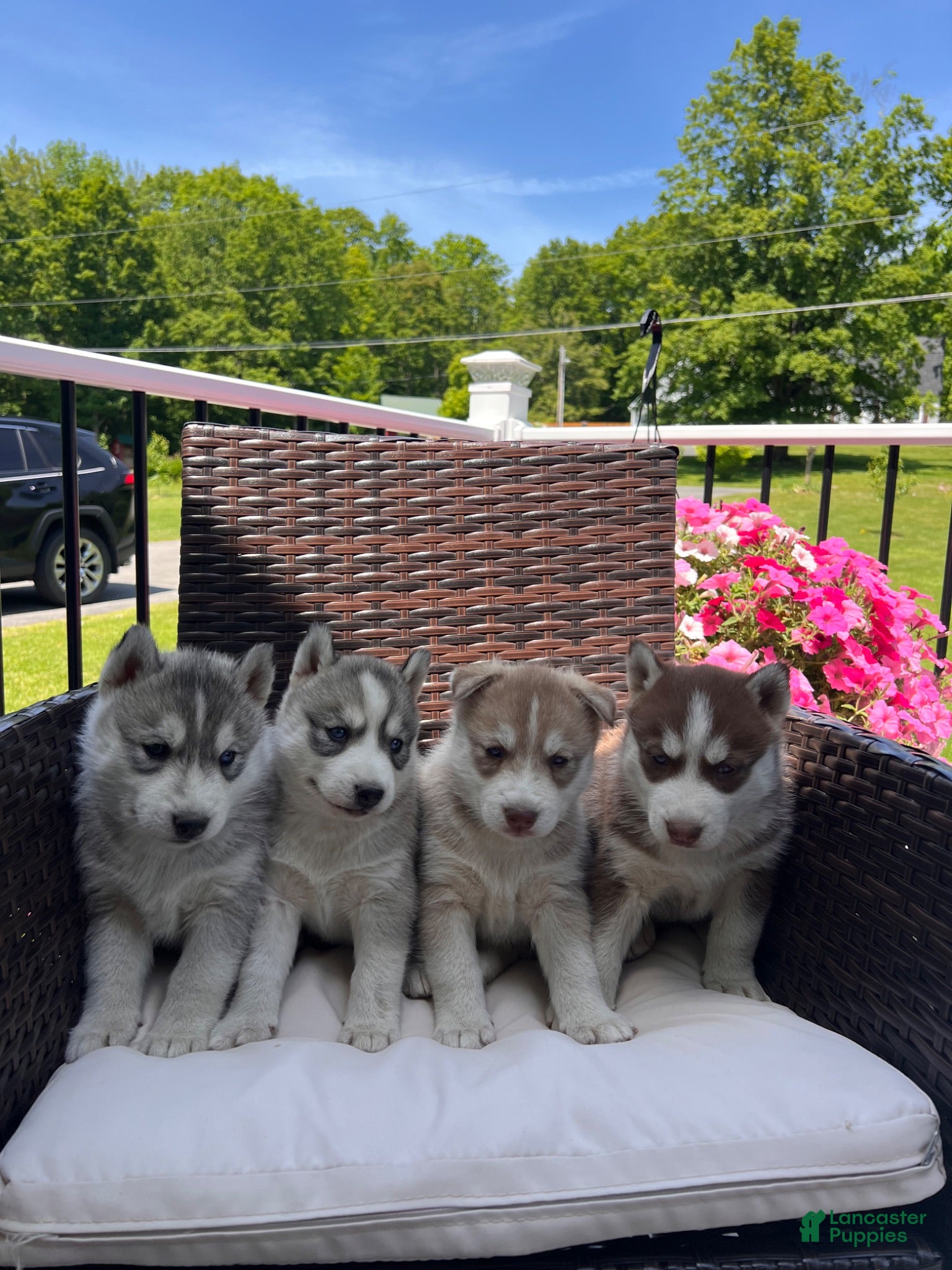 Siberian Husky dogs Maya  - Ad 2