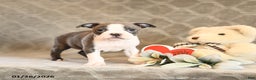 Boston Terrier dogs for sale: Honey - Ad 2