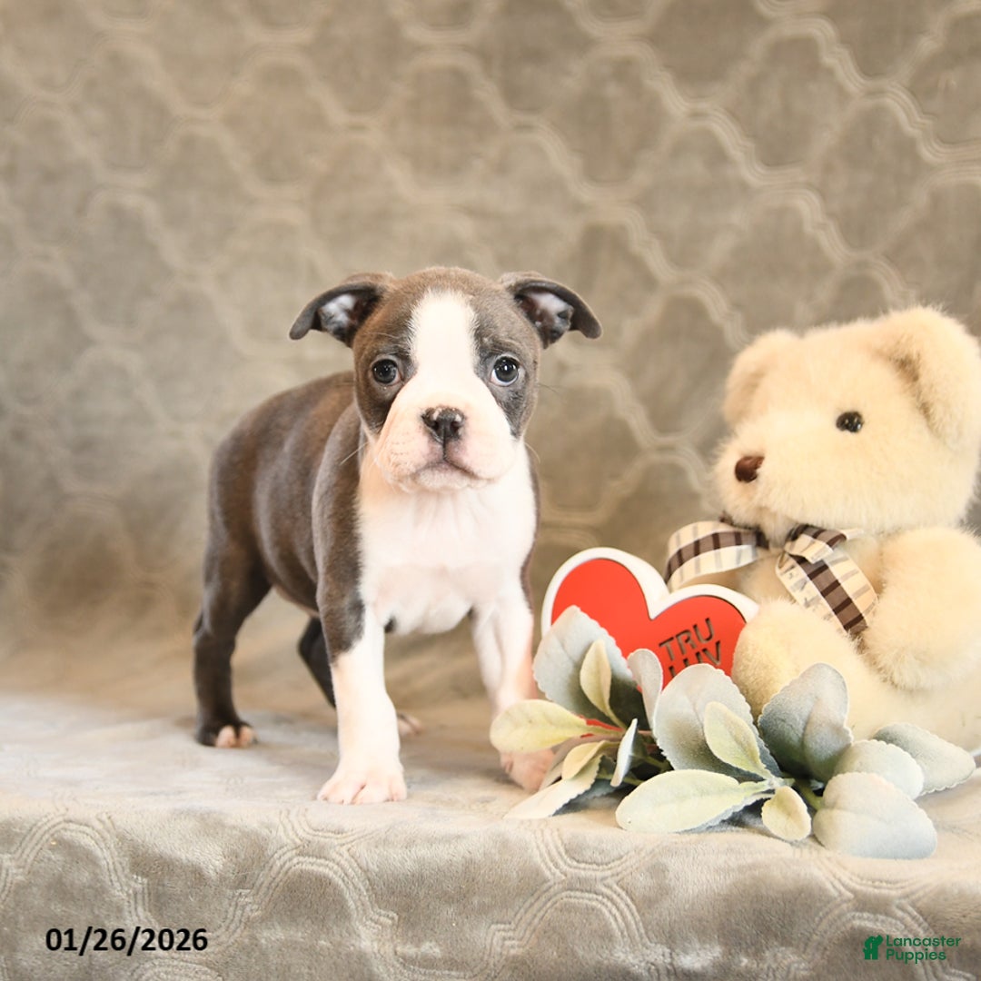 Boston Terrier dogs for sale: Honey - Ad 2