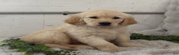 Golden Retriever dogs for sale: Snow Ball - Ad 6