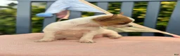 Chihuahua dogs for sale: Honey - Ad 14