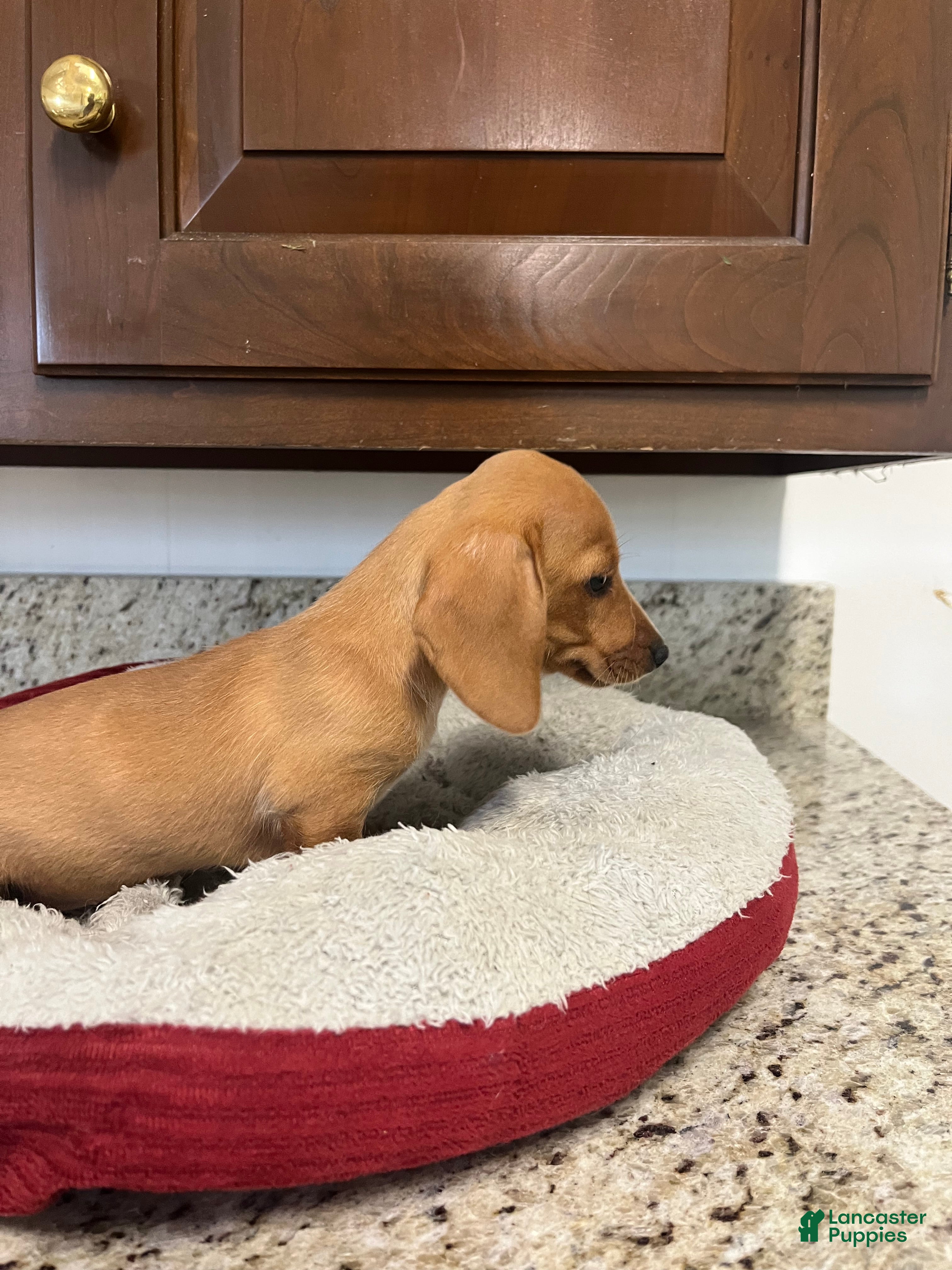 Miniature Dachshund dogs Wren - Ad 2