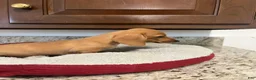Miniature Dachshund dogs for sale: Wren - Ad 2