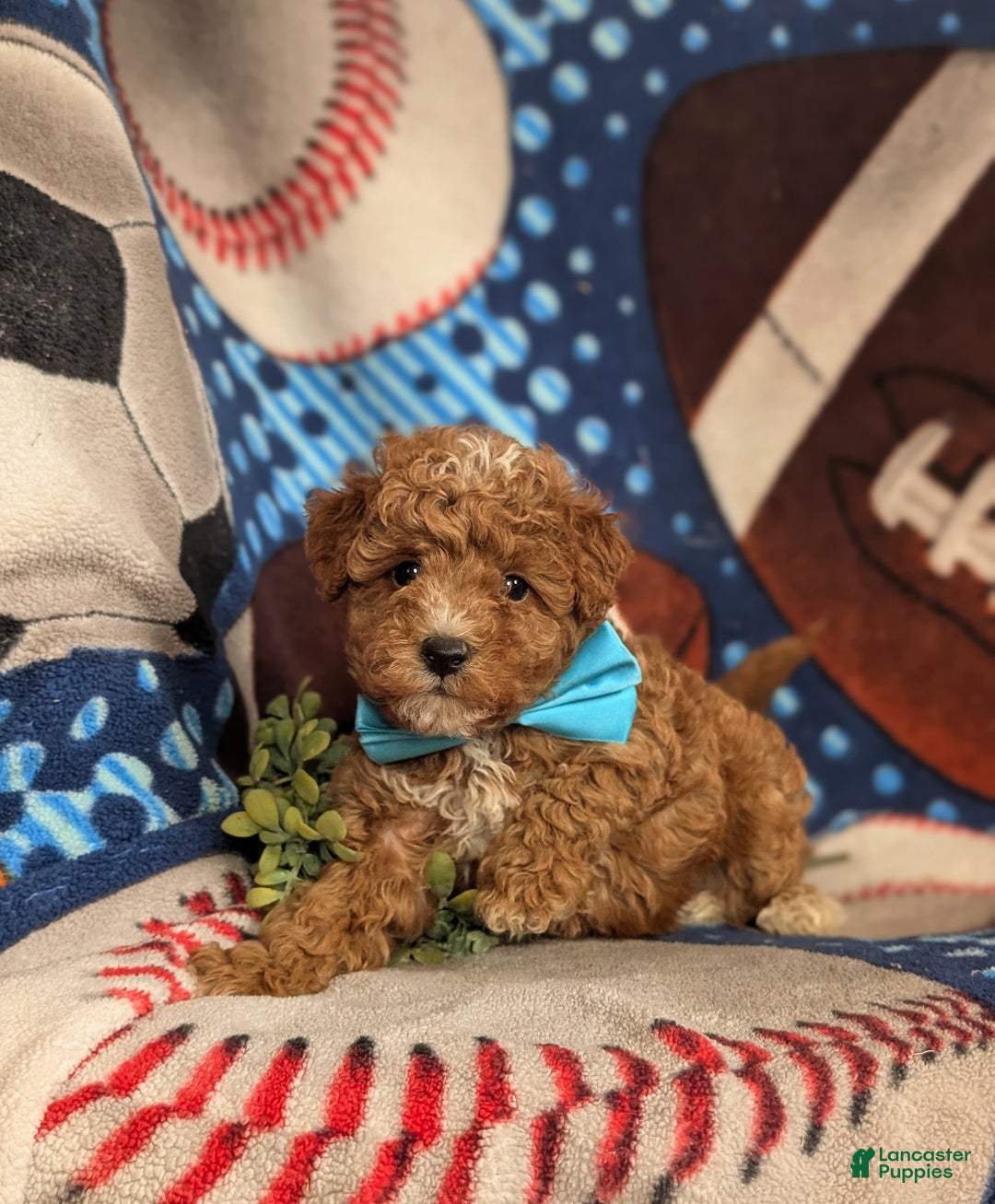 Mini Goldendoodle dogs for sale: Denzel 15 lbs Full Grown Hypoallergenic - Ad 6