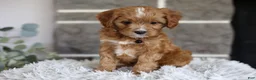 Cavapoo dogs for sale: Sammy - Ad 7