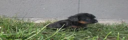 Yorkiepoo dogs for sale: Jill - Ad 10