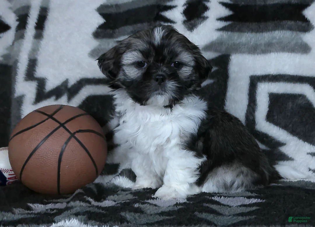 Shih Tzu dogs for sale: Kyrie - Ad 4