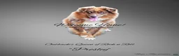 Miniature Australian Shepherd dogs for sale: Miniature Australian Shepherd 1 - Ad 2