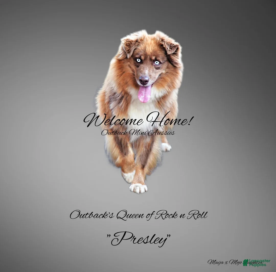 Miniature Australian Shepherd dogs for sale: Miniature Australian Shepherd 1 - Ad 2
