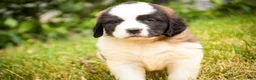Saint Bernard dogs for sale: Willow - Ad 5