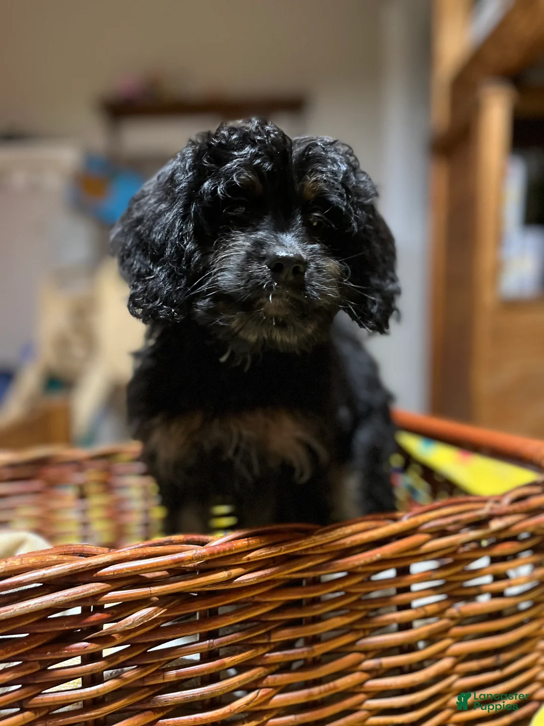 Cavapoo dogs for sale: Cady - Ad 1