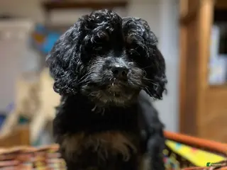 Cavapoo dogs Cady - Ad 10