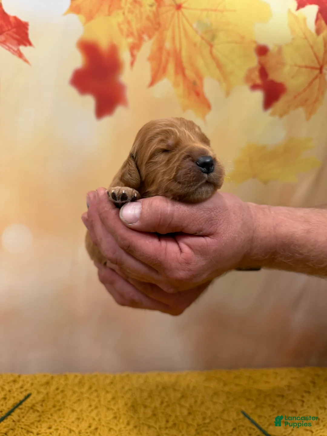 Golden Retriever dogs for sale: Hunter - Ad 2
