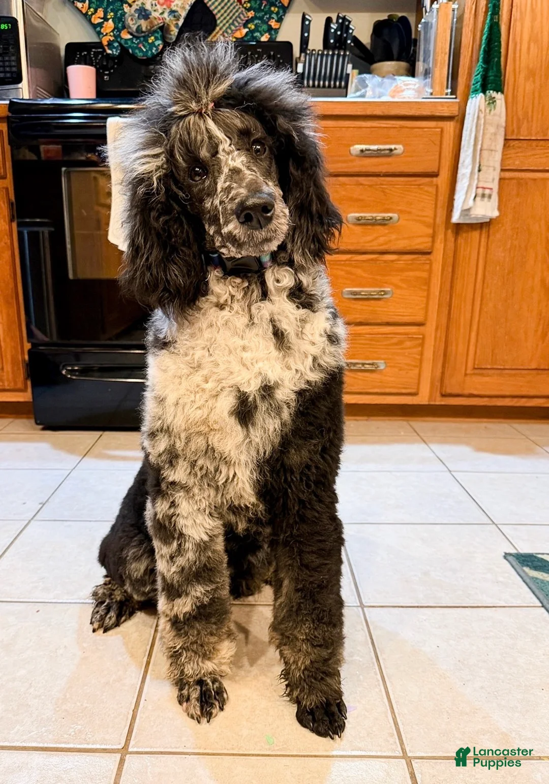 Standard Poodle dogs for sale: Storm - Ad 1