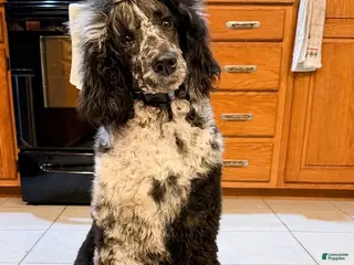 Standard Poodle dogs Storm - Ad 21