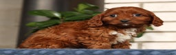 Cavapoo dogs for sale: Dawn - Ad 8