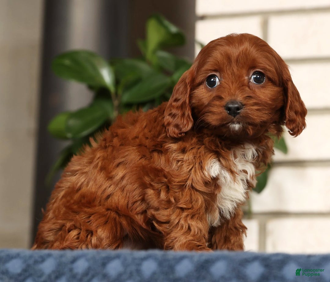 Cavapoo dogs for sale: Dawn - Ad 8
