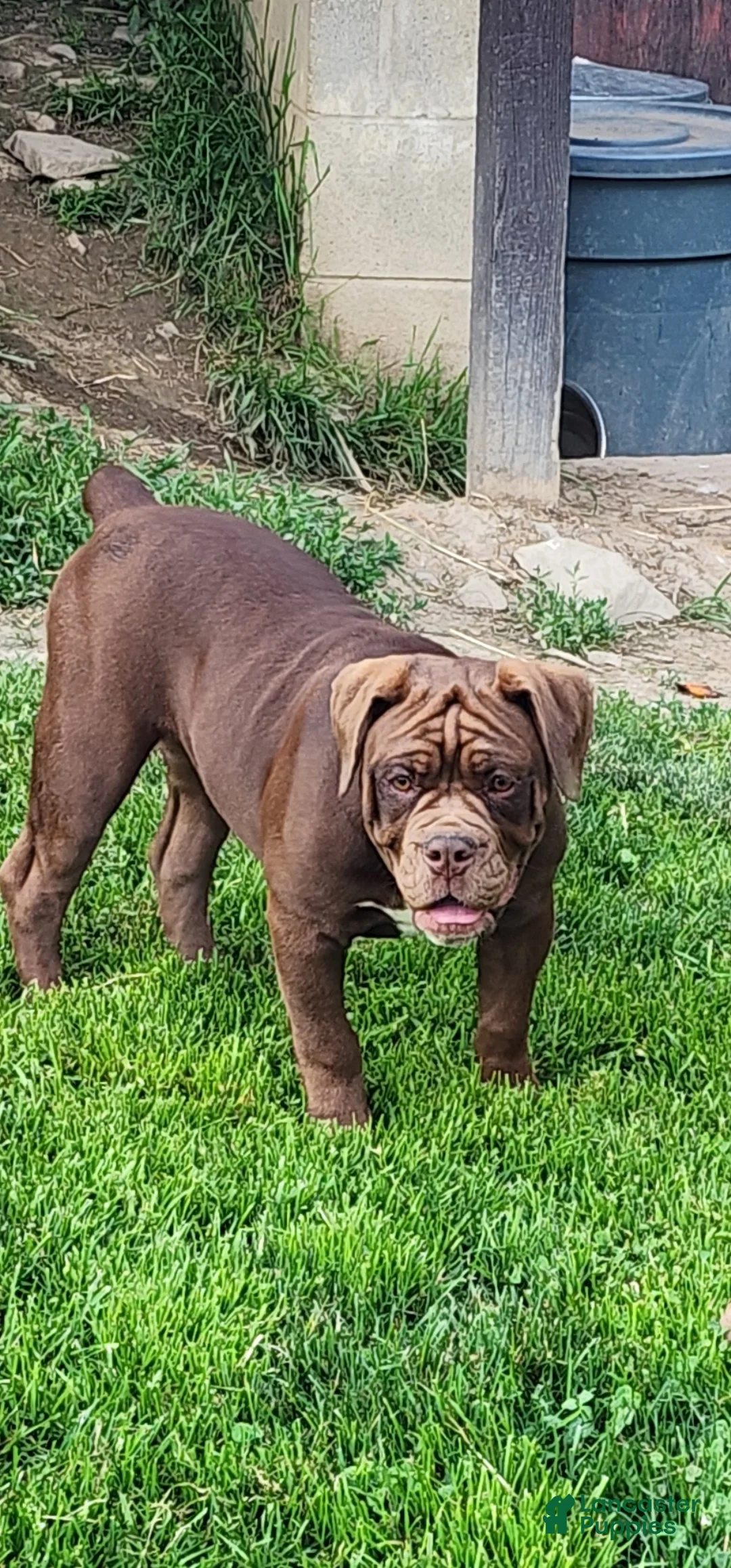 Olde English Bulldogge dogs for sale: Olde English Bulldogge Puppy 3 - Ad 1