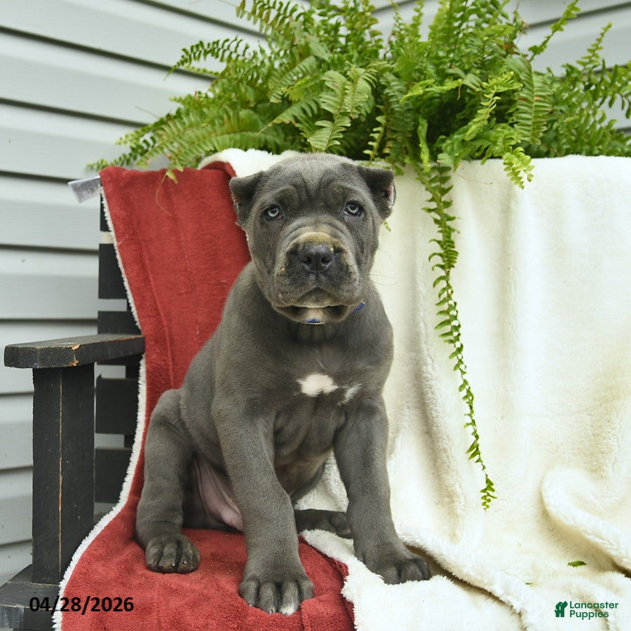 Cane Corso dogs Dante  - Ad 1