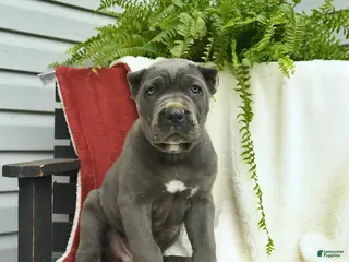 Cane Corso dogs for sale: Dante - Ad 2