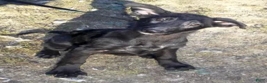 Onyx