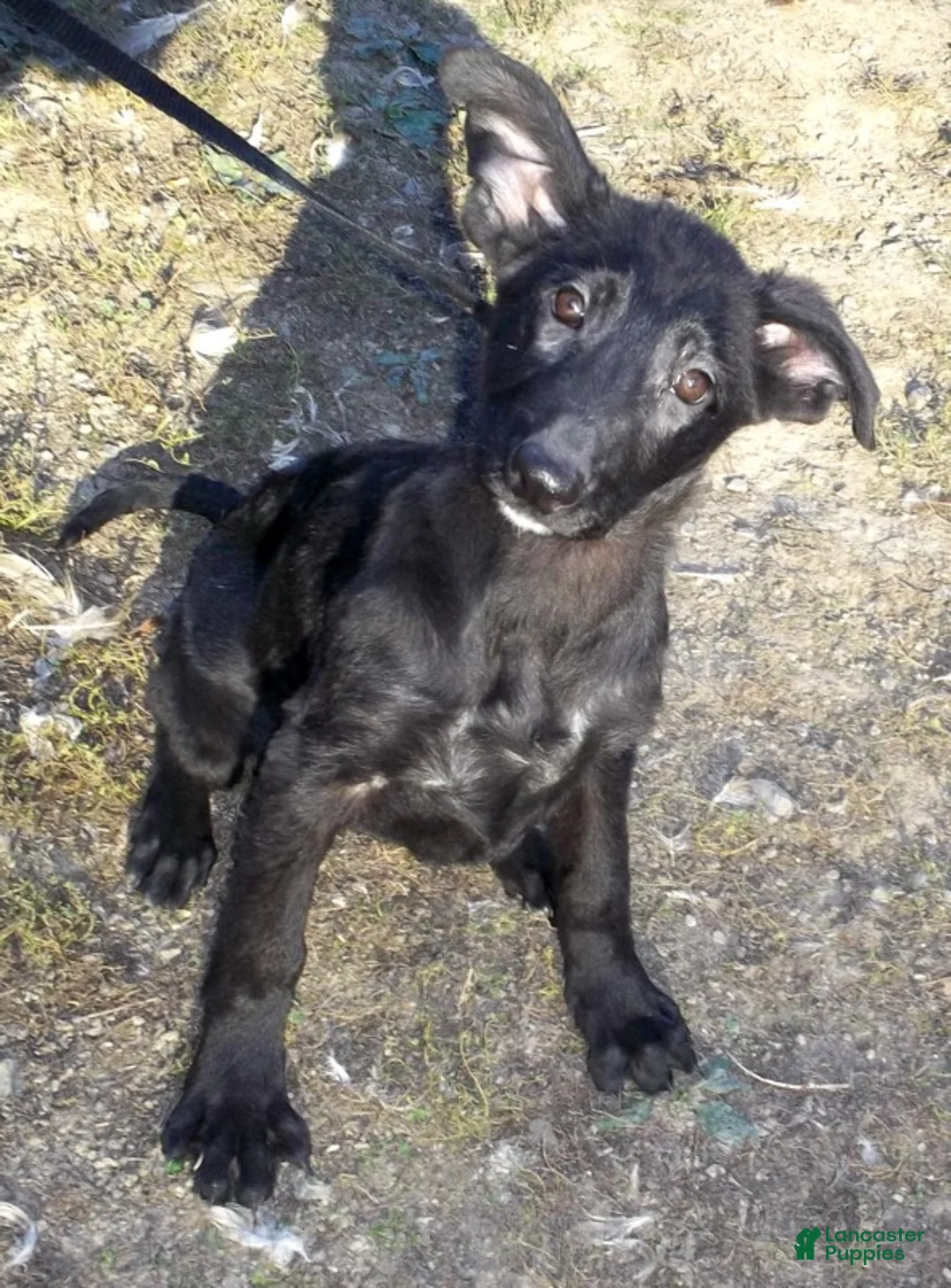 German Shepherd dogs for sale: Onyx - Ad 1