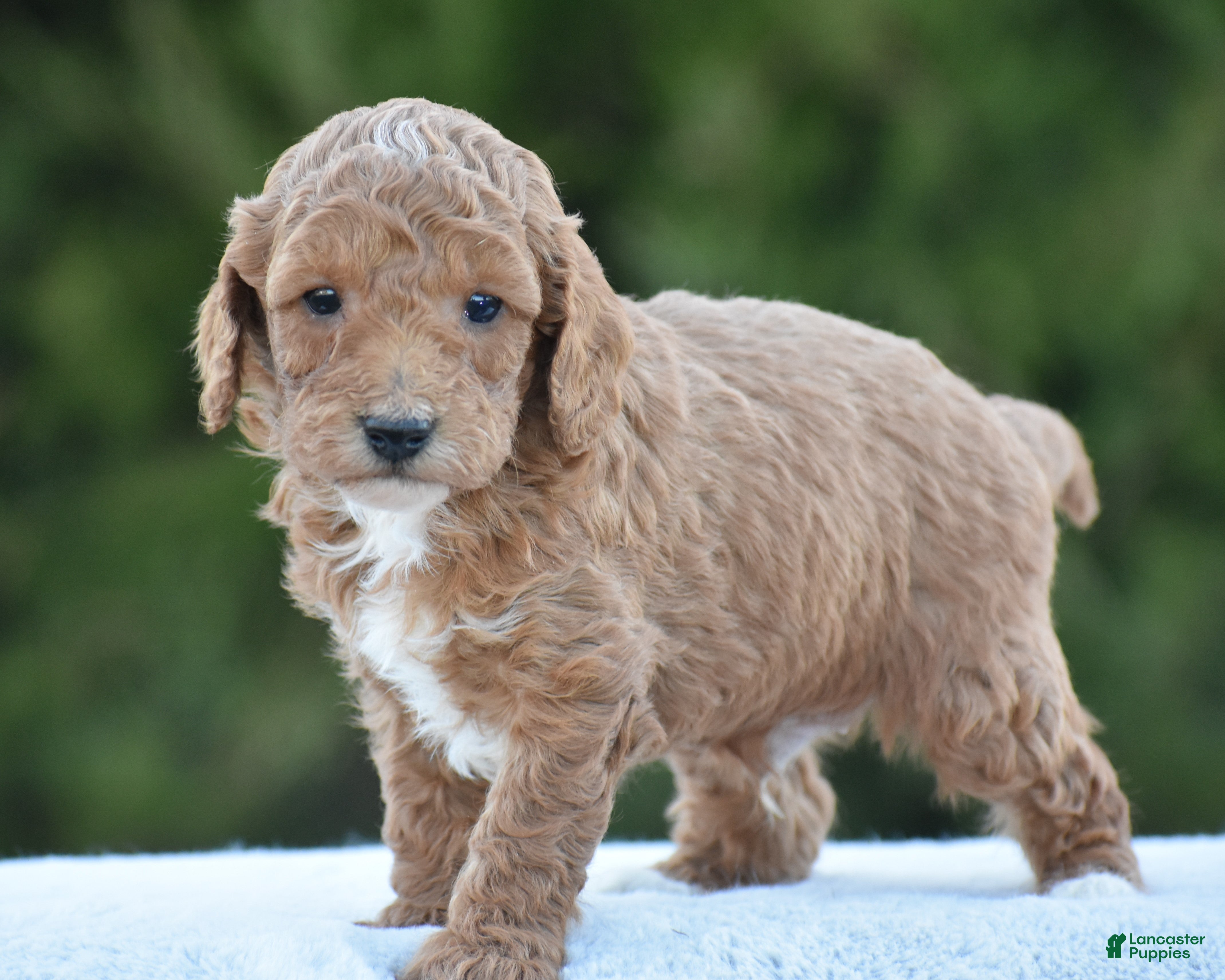 Miniature Poodle dogs Cookie - Ad 1