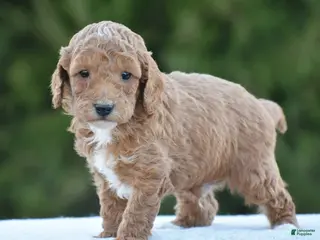 Miniature Poodle dogs for sale: Cookie - Ad 1