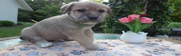 Cane Corso dogs for sale: Cane Corso Puppy 7 King - Ad 1