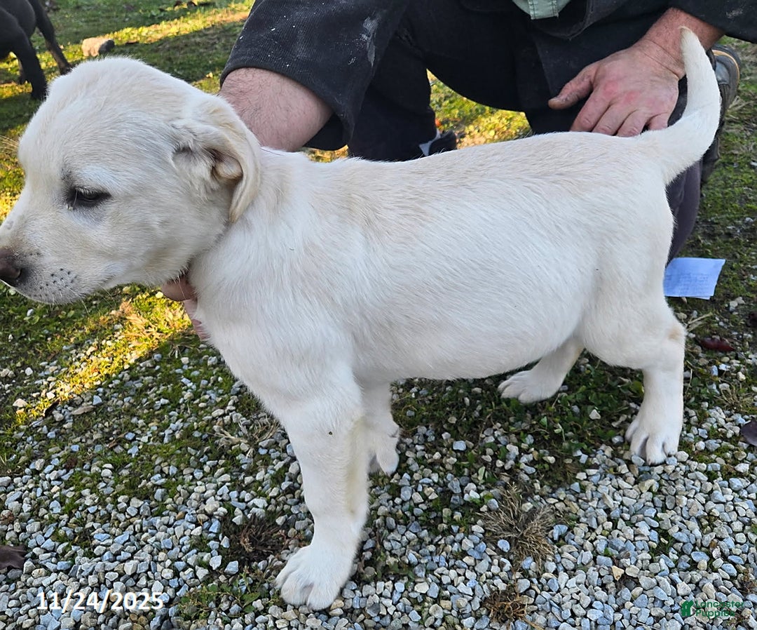 Labrador Retriever dogs for sale: Charlie - Ad 3