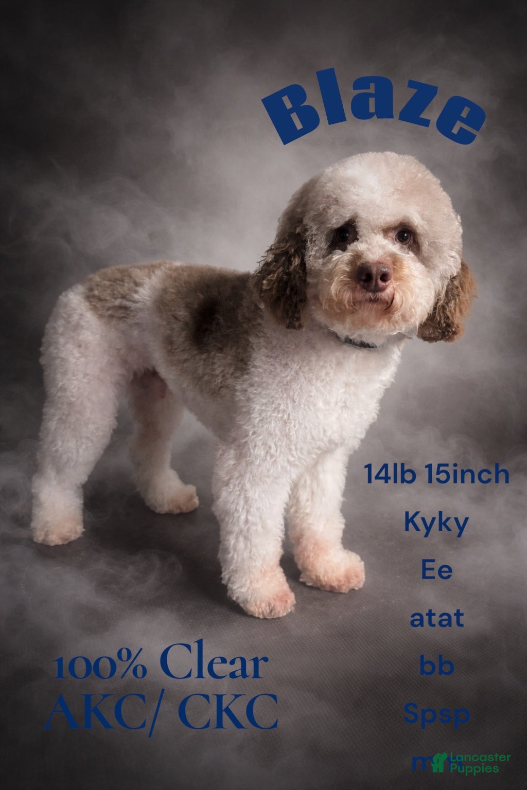 Miniature Poodle dogs Blaze  - Ad 1