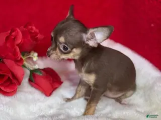 Chihuahua dogs Chihuahua Puppy 3 - Ad 15