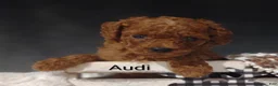 Cavapoo dogs for sale: Cavapoo F1b 3 Audi - Ad 13