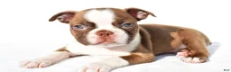Boston Terrier dogs for sale:  Tucker - Ad 5
