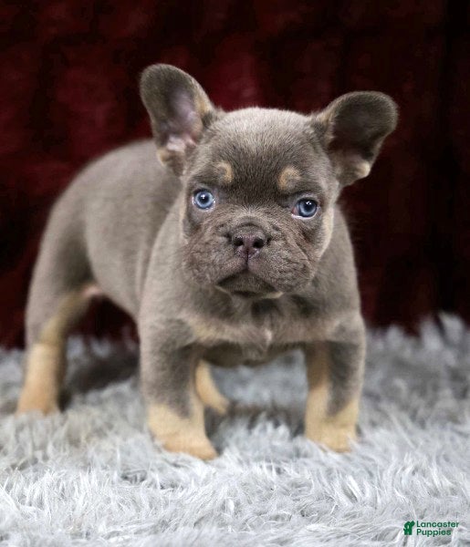 French Bulldog dogs Turbo - Ad 9