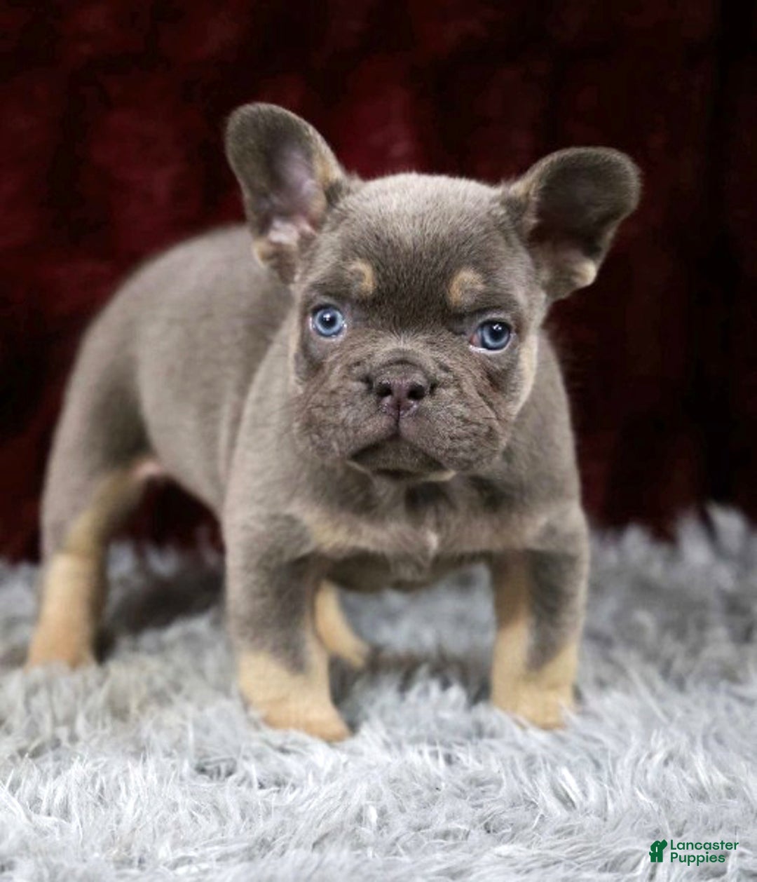 French Bulldog dogs for sale: Turbo - Ad 1
